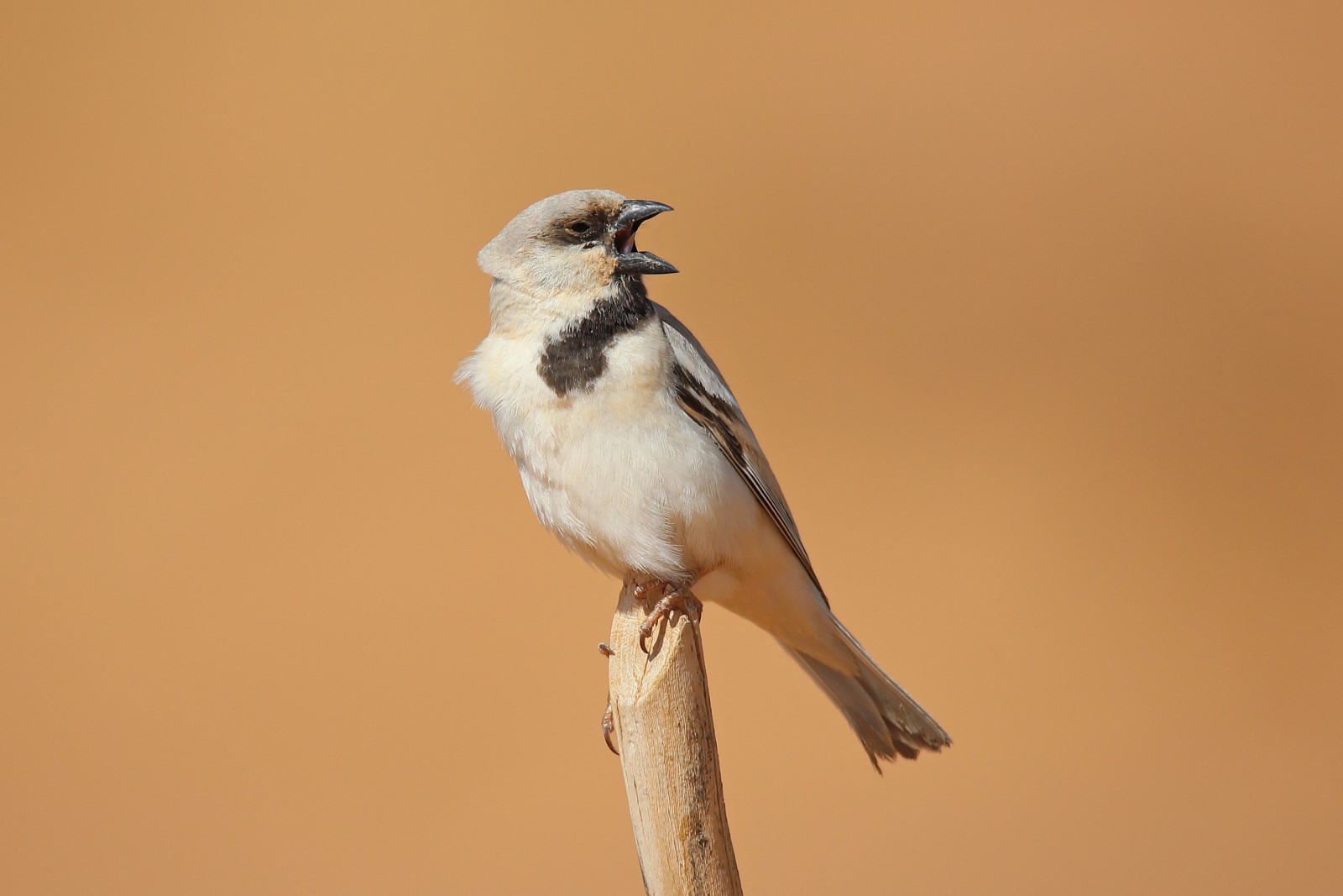 image Desert Sparrow